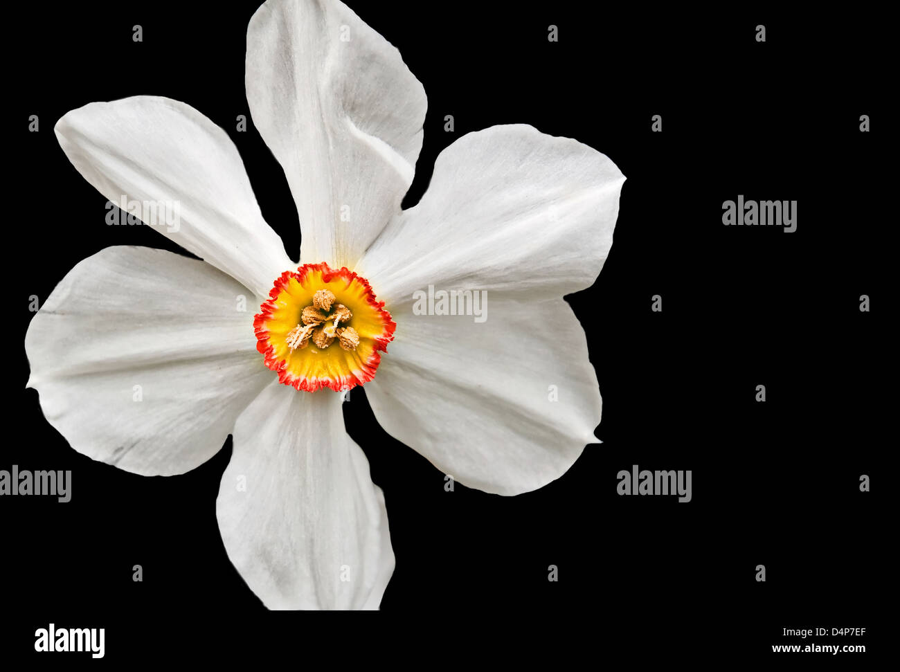Closeup is a white daffodil flower with a yellow center and a red ring around it. Situated on a black background with room. Stock Photo