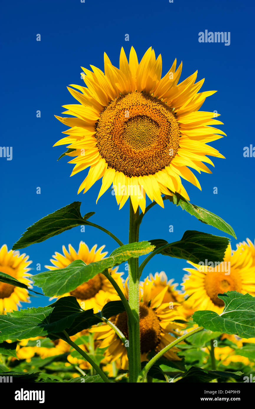 Sunflower field background under blue sky Stock Photo - Alamy