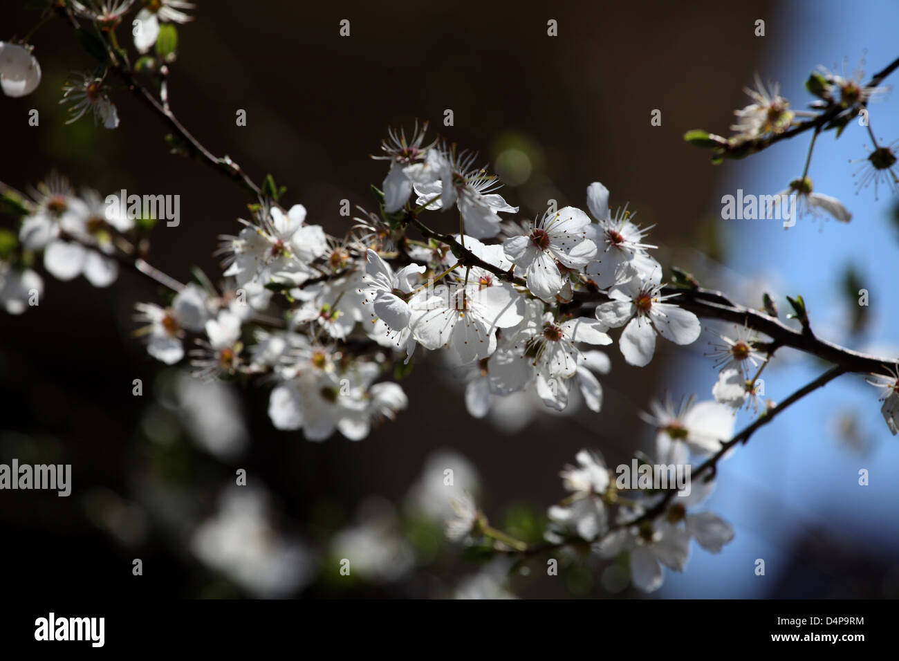 blooms of almond,tree Stock Photo
