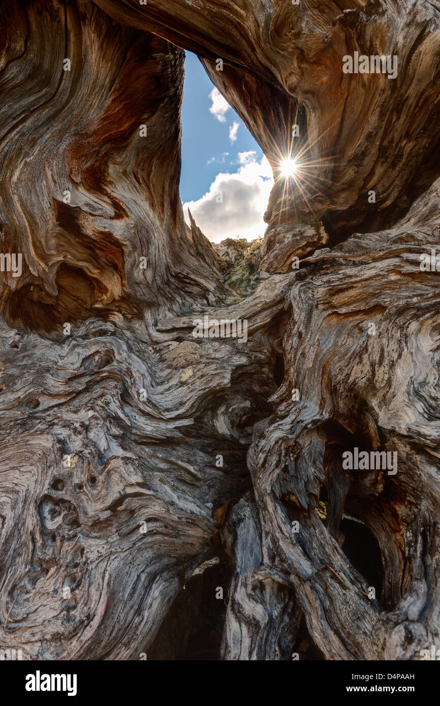 Sunlight through twisted tree trunk and branches, Härjedalen, Sweden, Europe Stock Photo