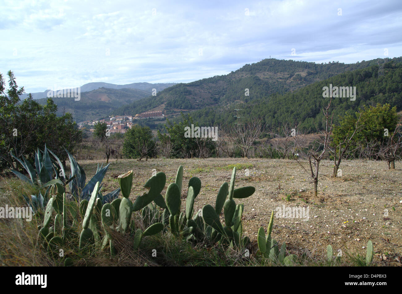 An opuntia ficus indica right) and a agave (left) in a mediterranean landscape. Stock Photo