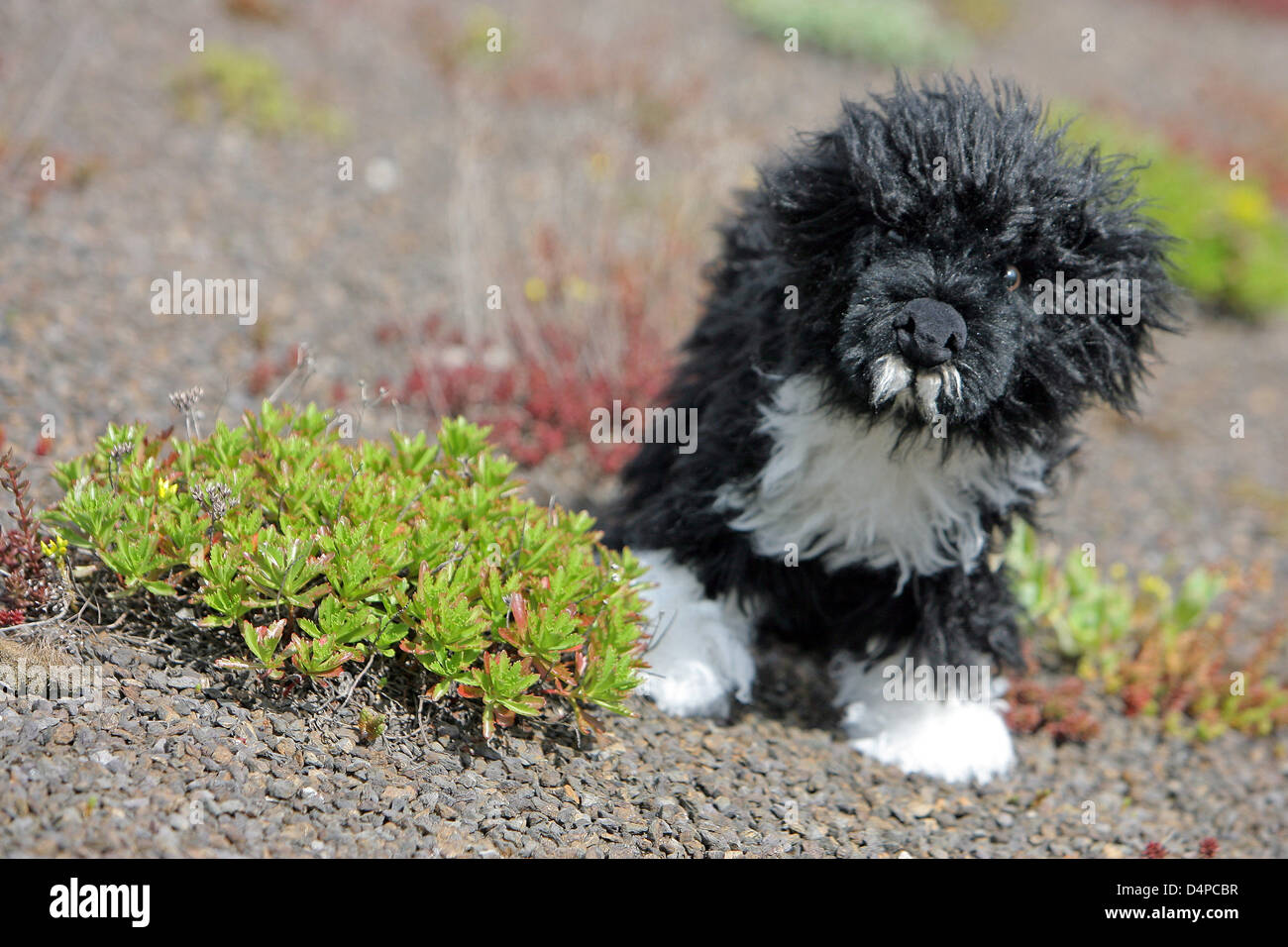 Portuguese water online dog stuffed animal