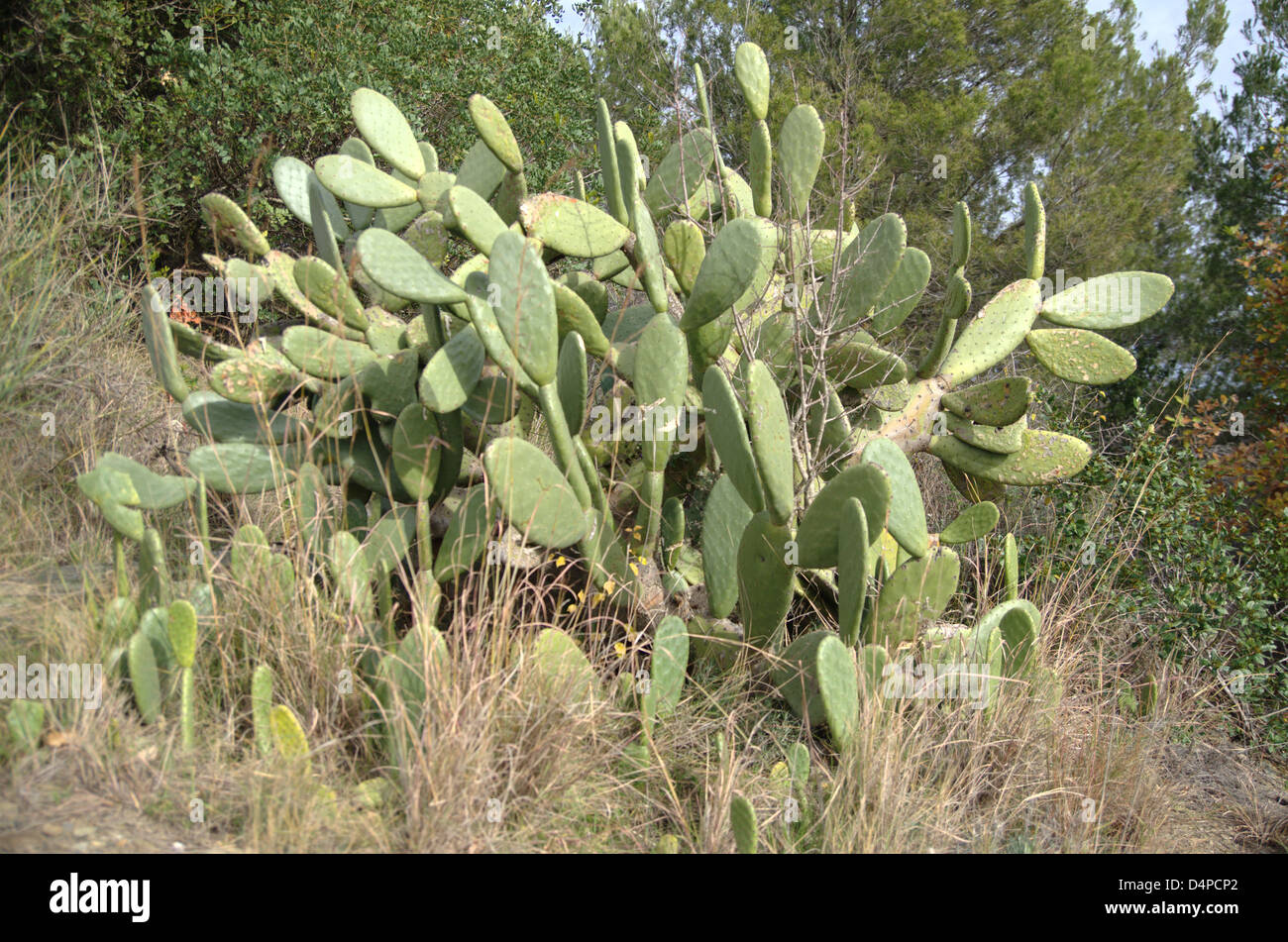 An opuntia ficus indica in a mediterranean landscape. Stock Photo