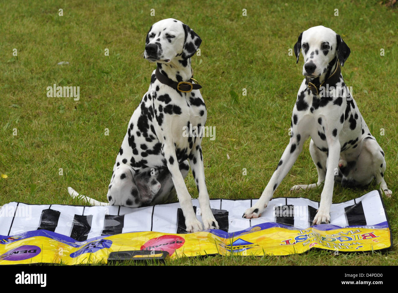 Nemis pissing porno filmlar