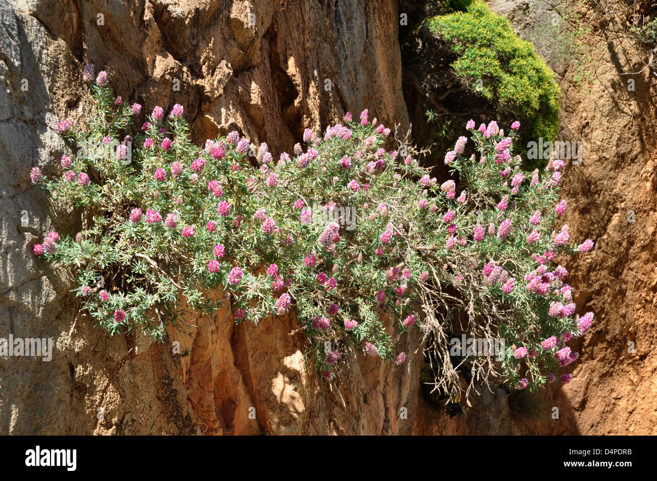 A Cretan ebony bush is pictured in a canyon in Imbros, Greece, 07 May 2009.  The plant grows on bleak grounds especially in canyons and on precipices.  It can reach a height