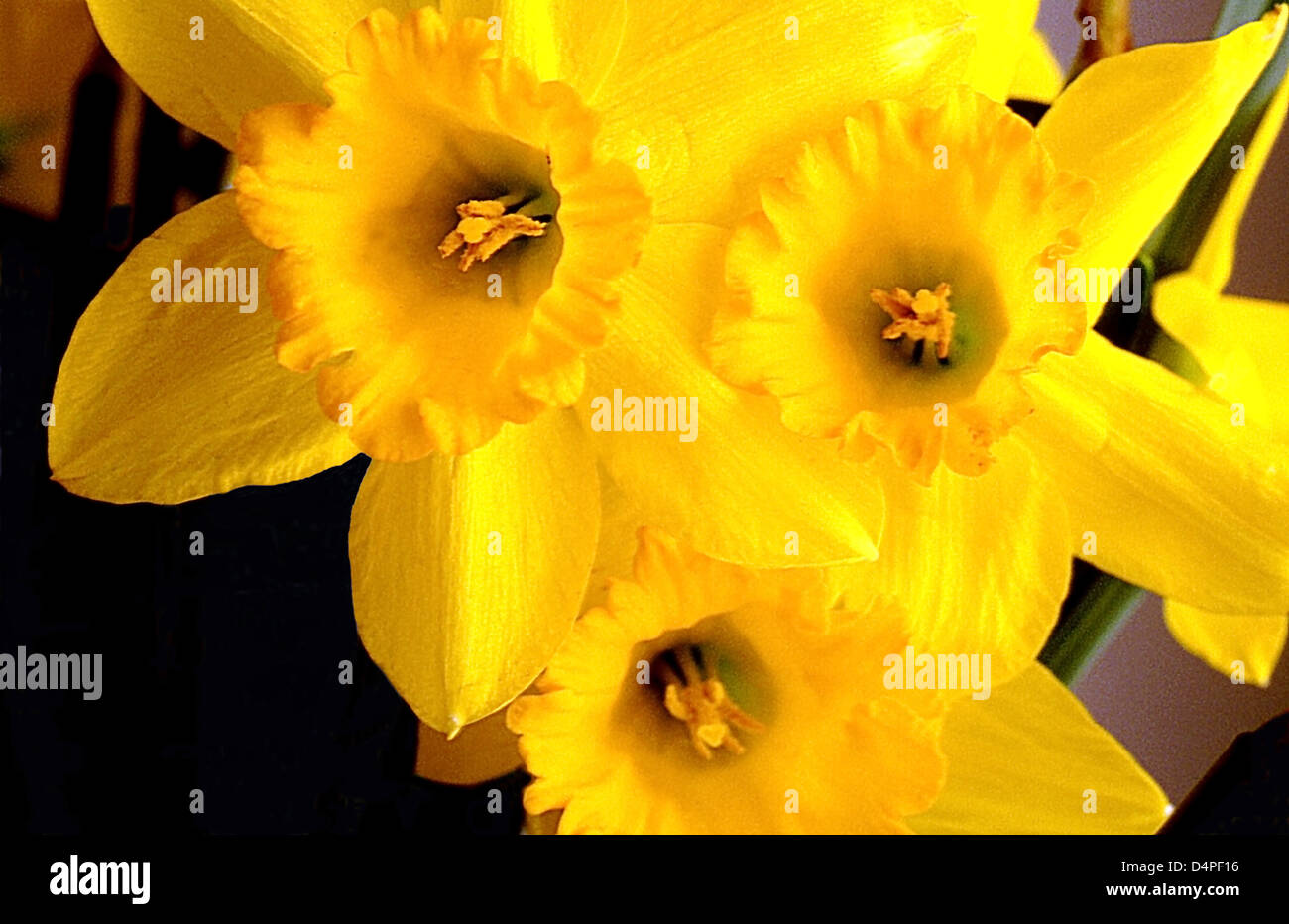 Daffodils. Latin name=Narcissus Stock Photo Alamy