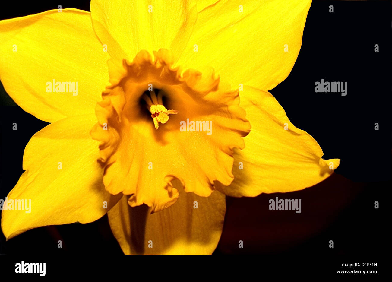 Daffodils. Latin name=Narcissus Stock Photo Alamy