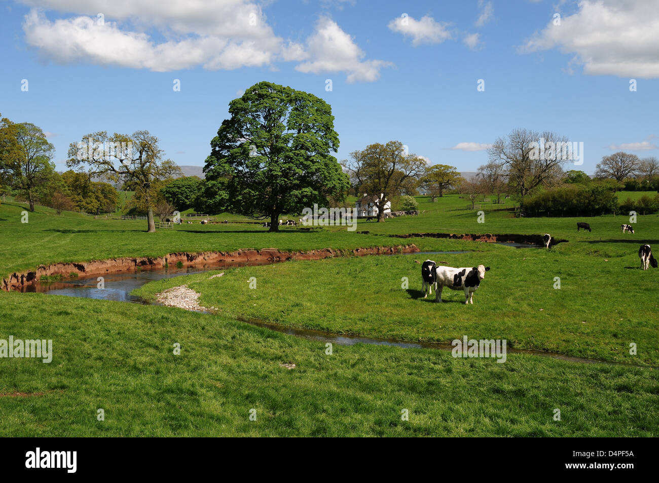 Morland Beck in the Eden Valley, Cumbria, England, UK Stock Photo Alamy