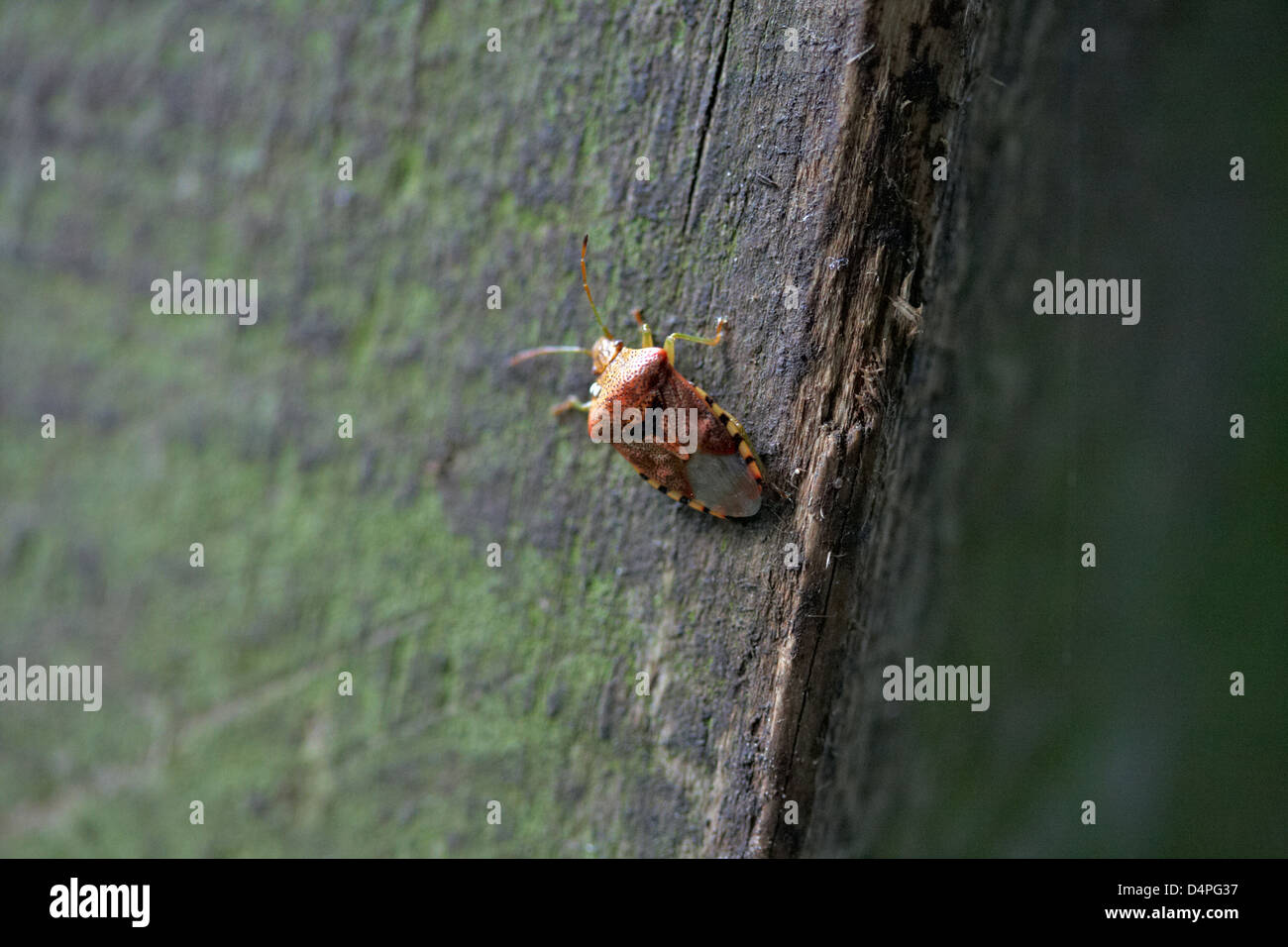INSECTS UK GARDEN Stock Photo - Alamy