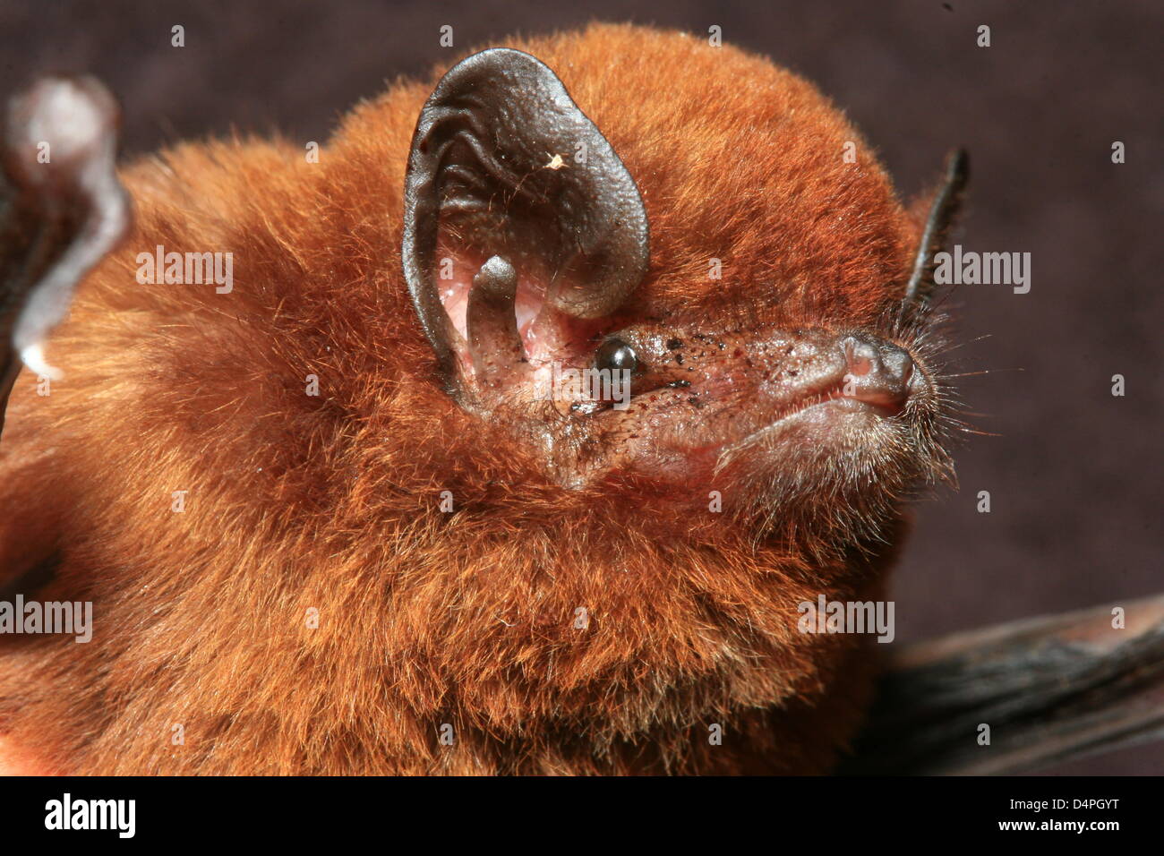 The undated picture shows a tiny bat that Swiss explorers discovered on ...