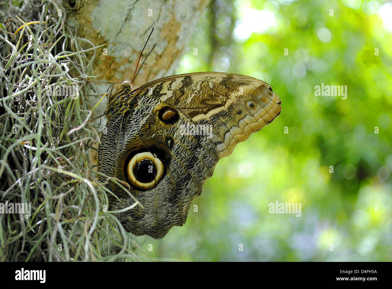 Owl butterfly Latin name Calligo illlioneus Stock Photo