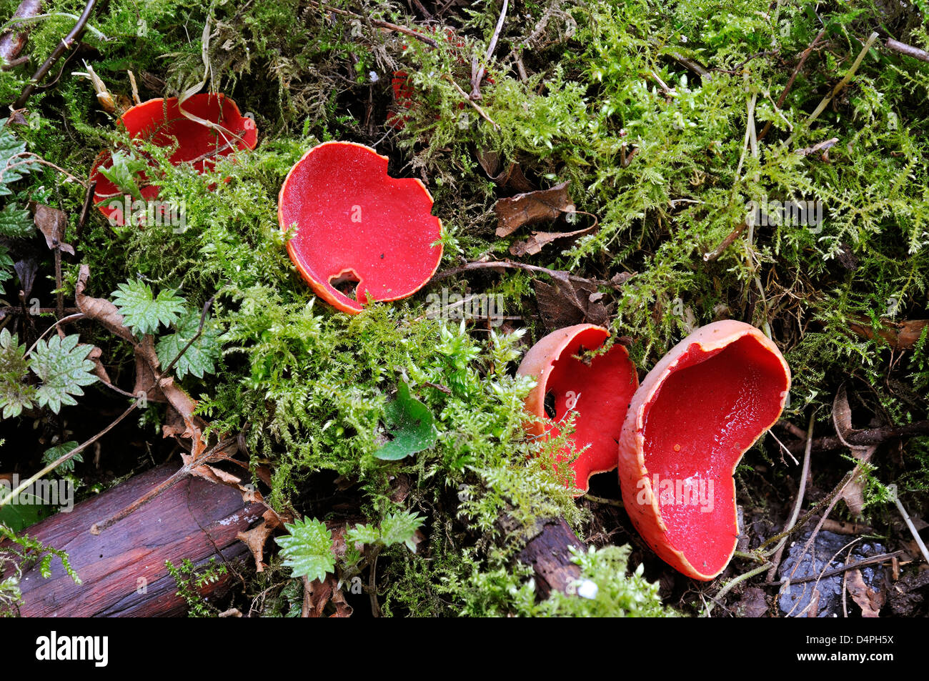 Scarlet Elf Cup Fungi - Sarcoscypha coccinea Growing in moss Stock Photo
