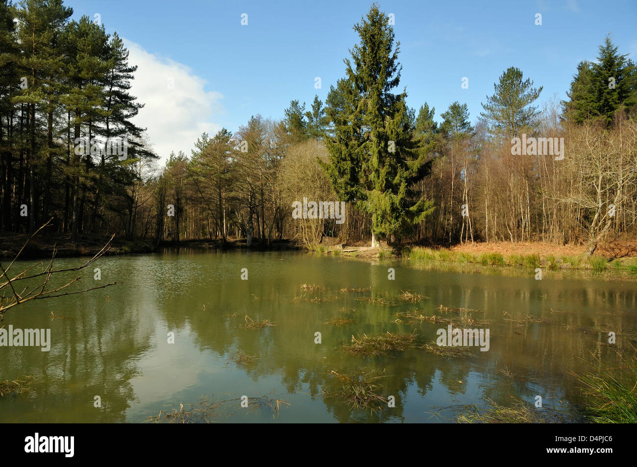 Waterloo Screens Fishing Lake at Serridge Green, Forest Of Dean