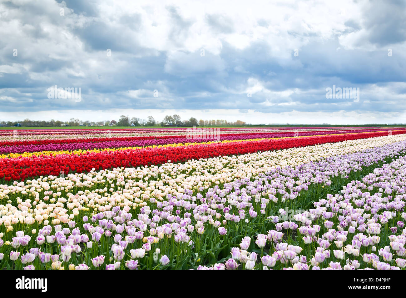 Dutch Spring Farming Colorful dutch landscape hi-res stock photography and images - Alamy