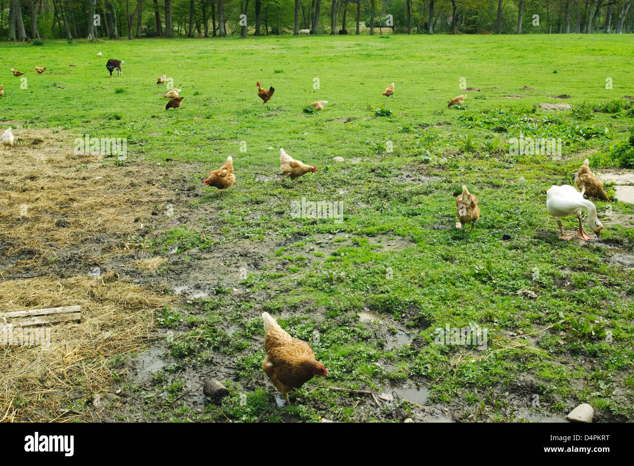 View of Hens, rooster, goose and goat feeding in a meadow Stock Photo - Alamy
