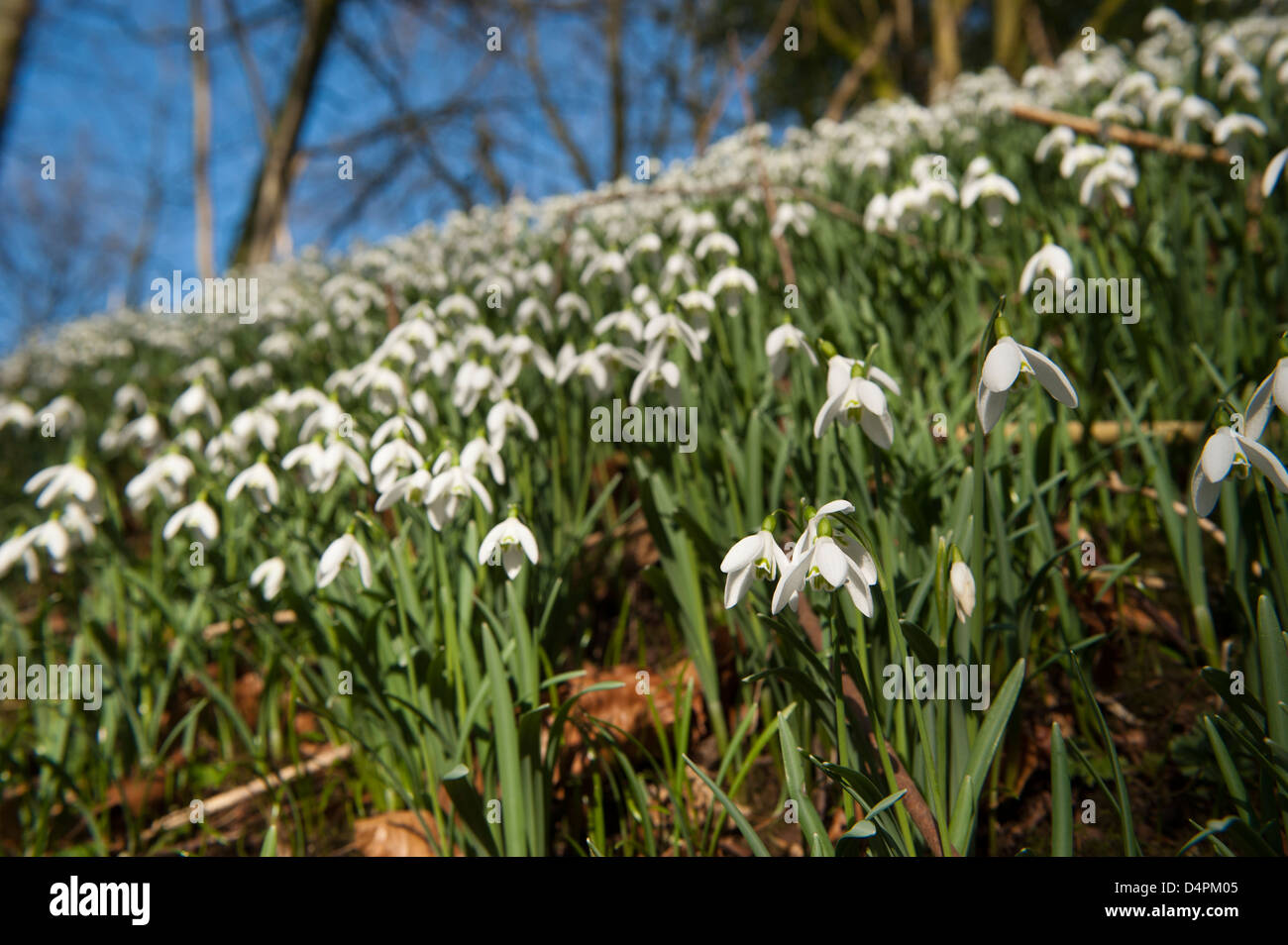 Snowdrops (Galanthus nivalis) in full bloom in woodland. Cumbria, UK. Stock Photo
