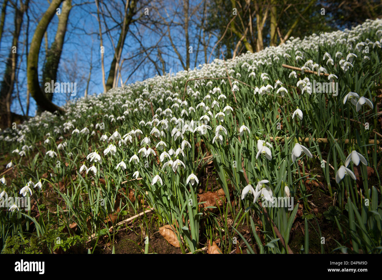 Snowdrops (Galanthus nivalis) in full bloom in woodland. Cumbria, UK. Stock Photo