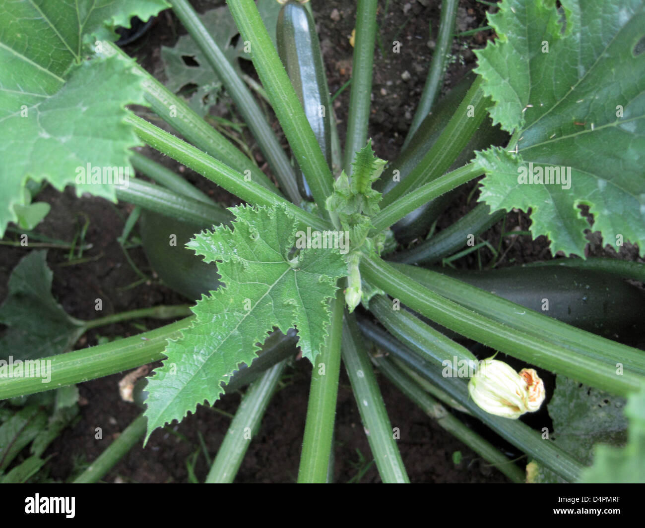 A courgette plant ready for harvest in an allotment garden in Trebsen
