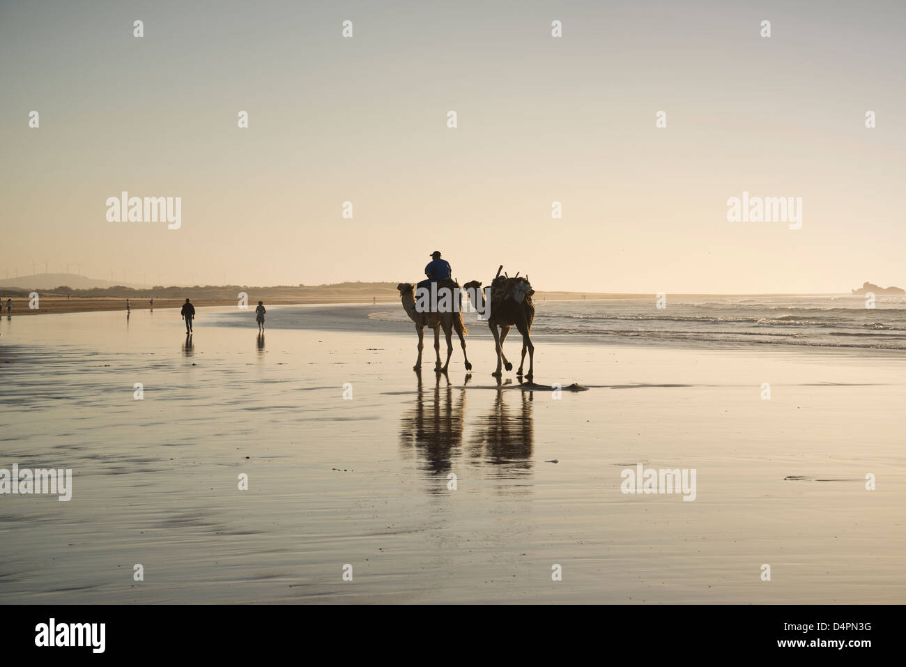 Camels on the beach at Essaouira, Morocco Stock Photo
