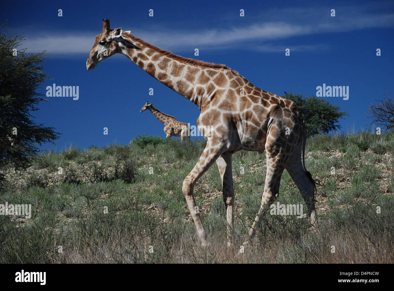 Giraffes walking into the wild. Kgalagadi Transfrontier Park. Northern Cape. South Africa Stock Photo