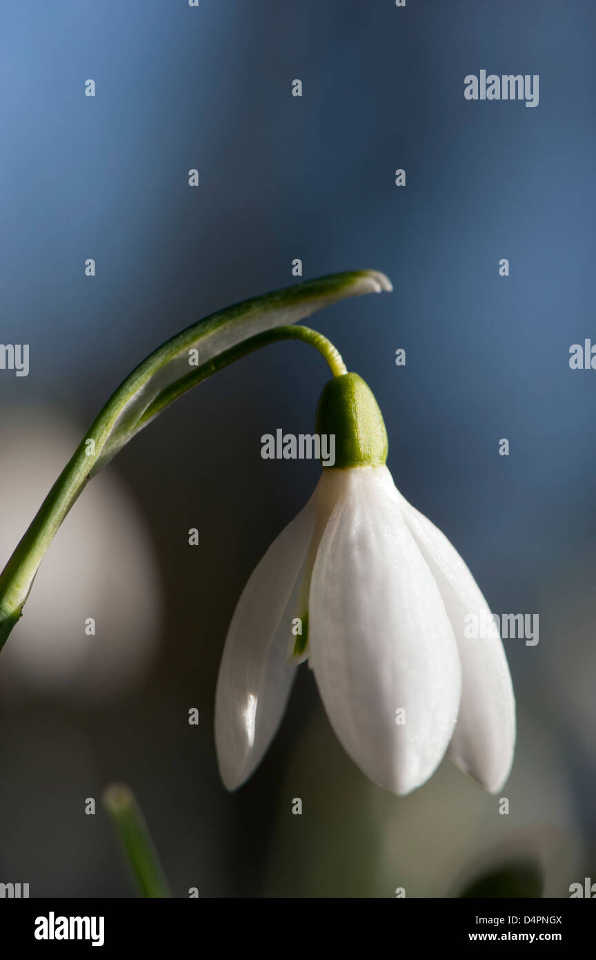 Close up of Snowdrops (Galanthus nivalis) in full bloom in woodland. Cumbria, UK. Stock Photo