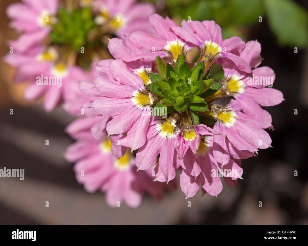 Cluster of pink flowers of Scaevola aemula cultivar 'Pink Charm' - fan flower, an Australian rockery /ground cover plant Stock Photo