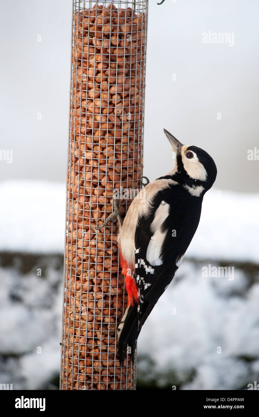 Greater Spotted Woodpecker at a feeding station in a garden amongst snow. Dendrocopus major. Stock Photo