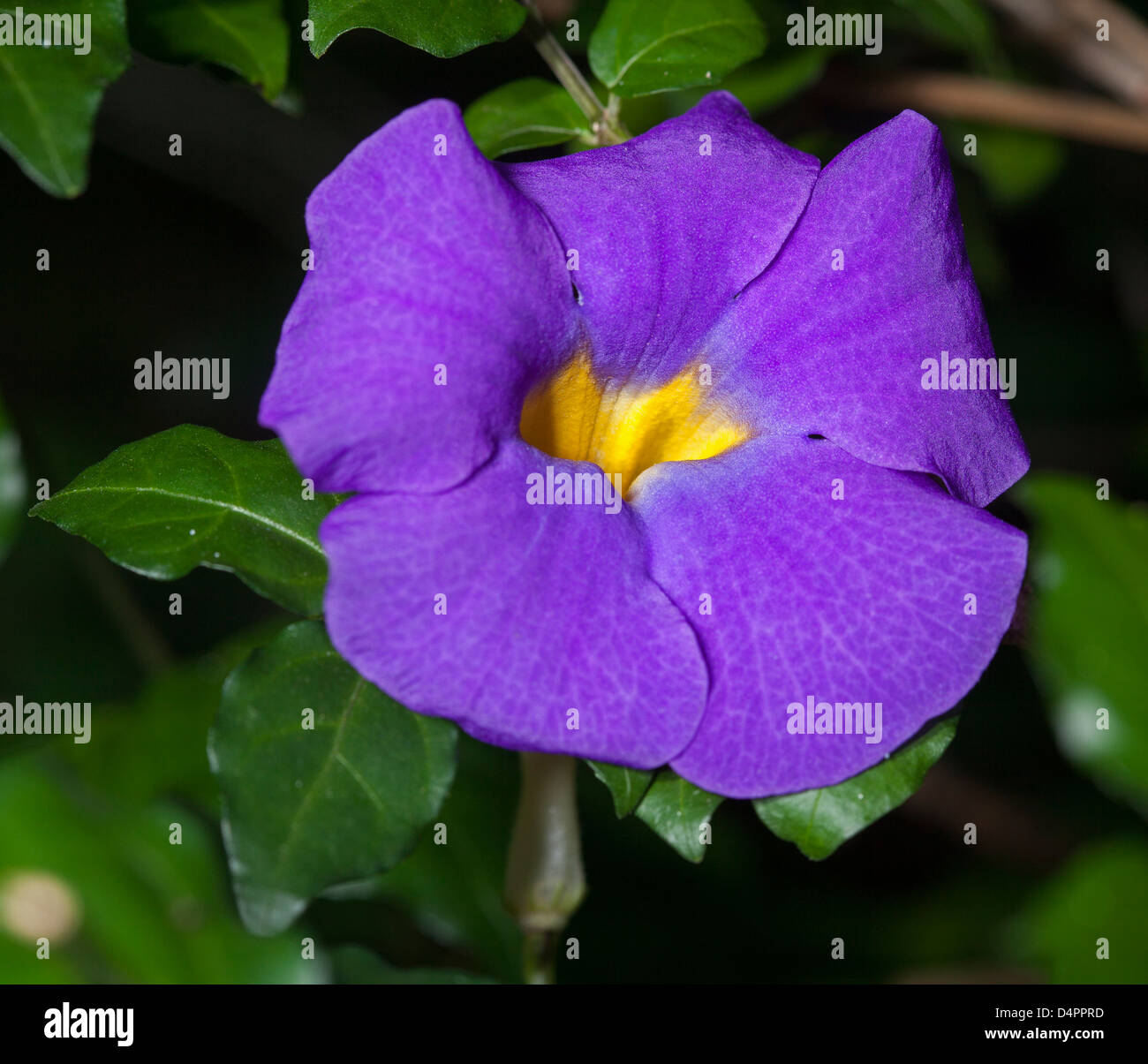 Bright purple flower and dark green leaves of Thunbergia erecta, an evergreen flowering shrub in Australia Stock Photo