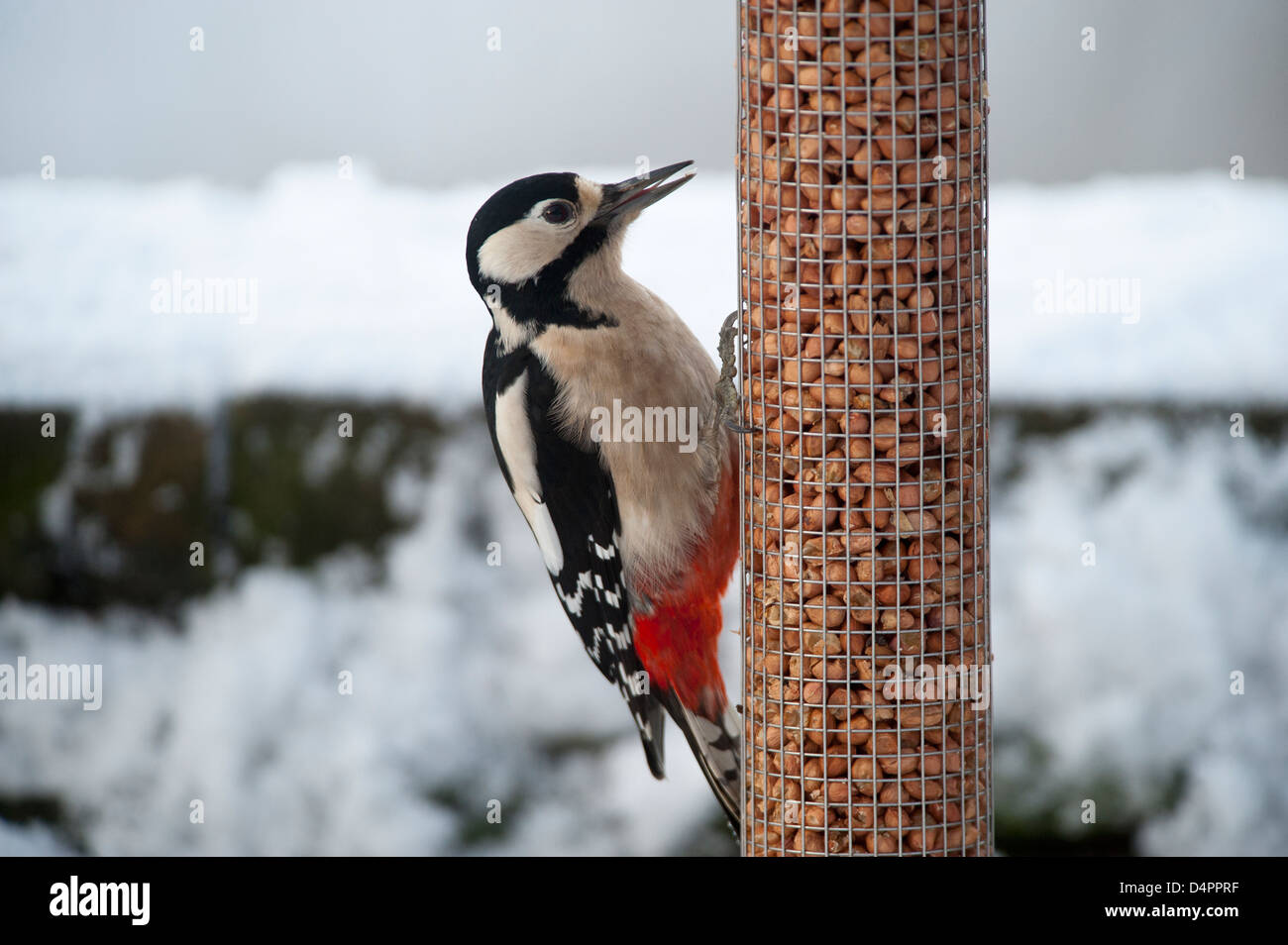 Greater Spotted Woodpecker at a feeding station in a garden amongst snow. Dendrocopus major. Stock Photo