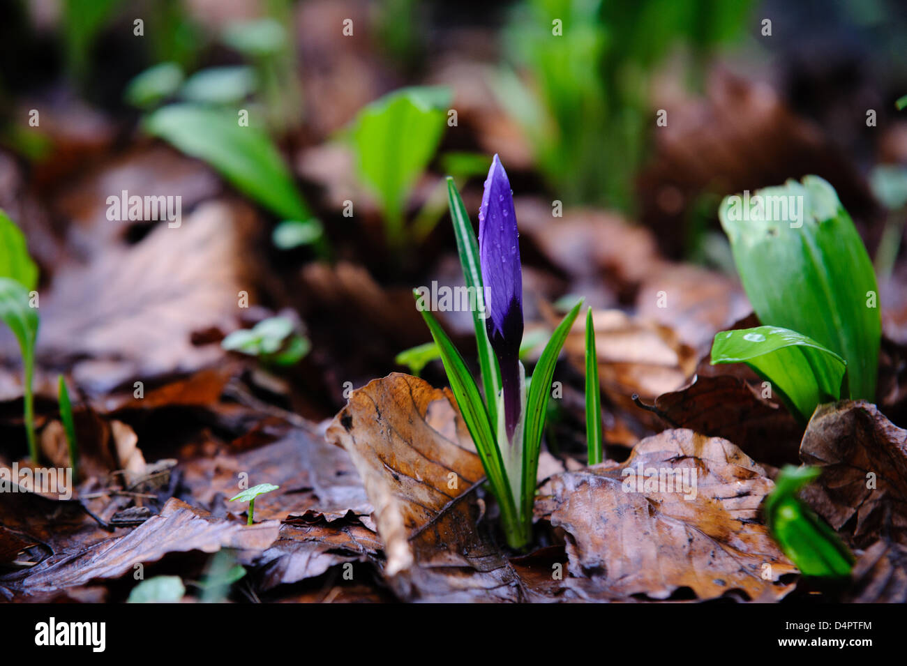 Lone Crocus signifies the start of spring. Stock Photo