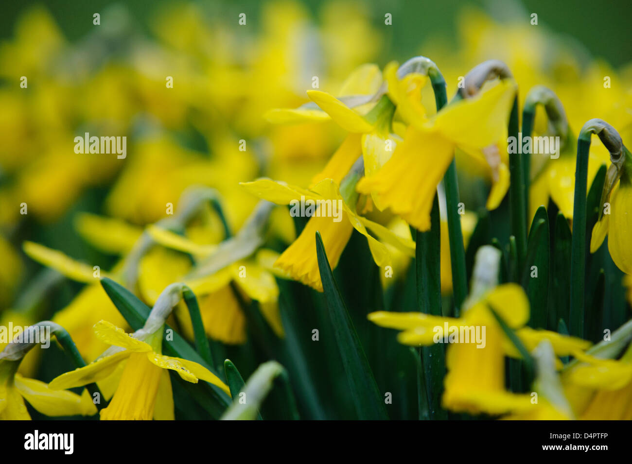 The first daffodils of spring Stock Photo