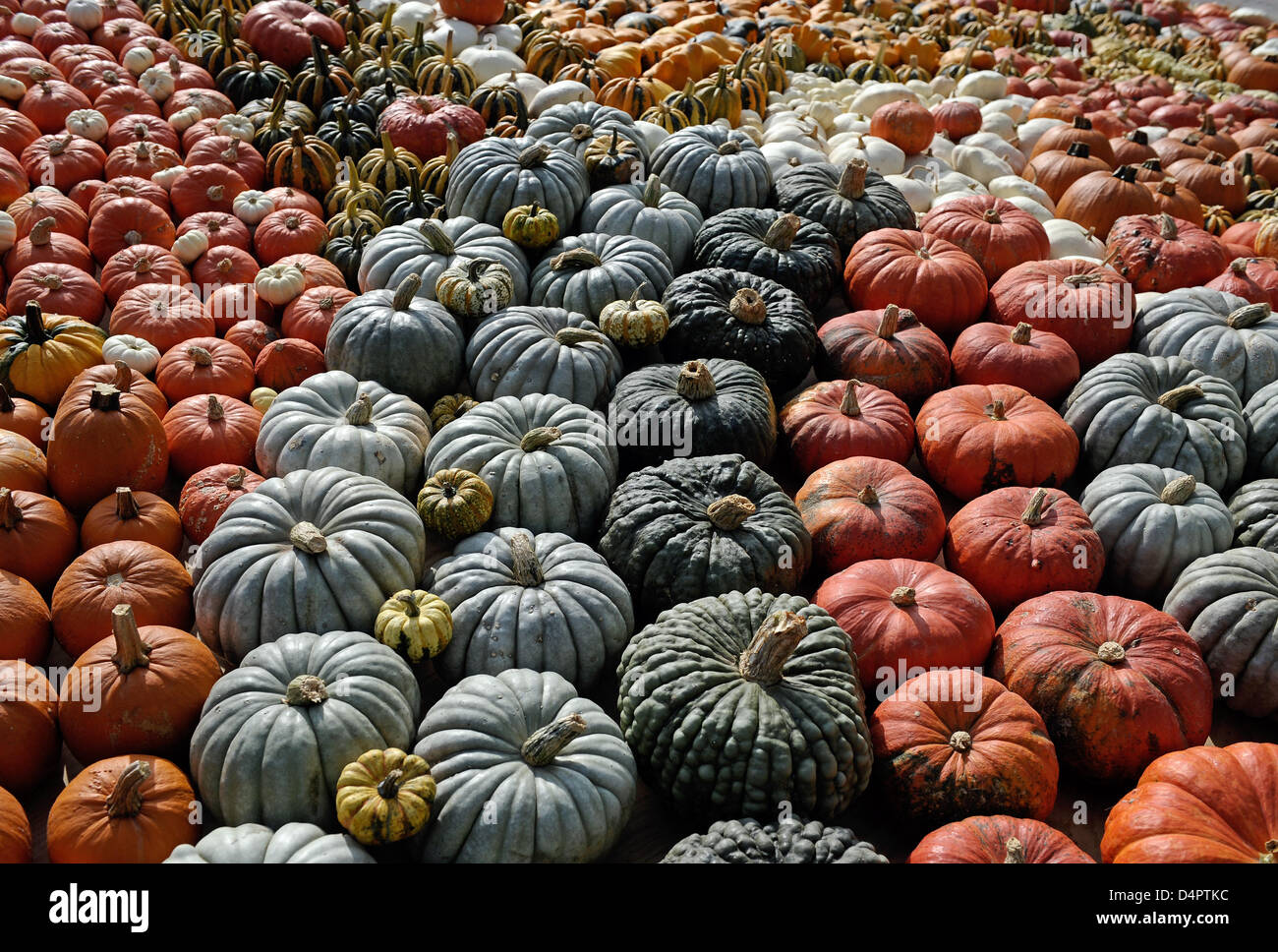 Various types of pumpkins on display at a pumpkin sculpture exhibition at Holiday Park in Hassloch, Germany, 01 September 2009. The theme park stages an exhibition of pumpkin sculptures from 01 September to 01 November 2009. Fifty tons of 80 pumpkin varieties were used. Photo: RONLAD WITTEK Stock Photo