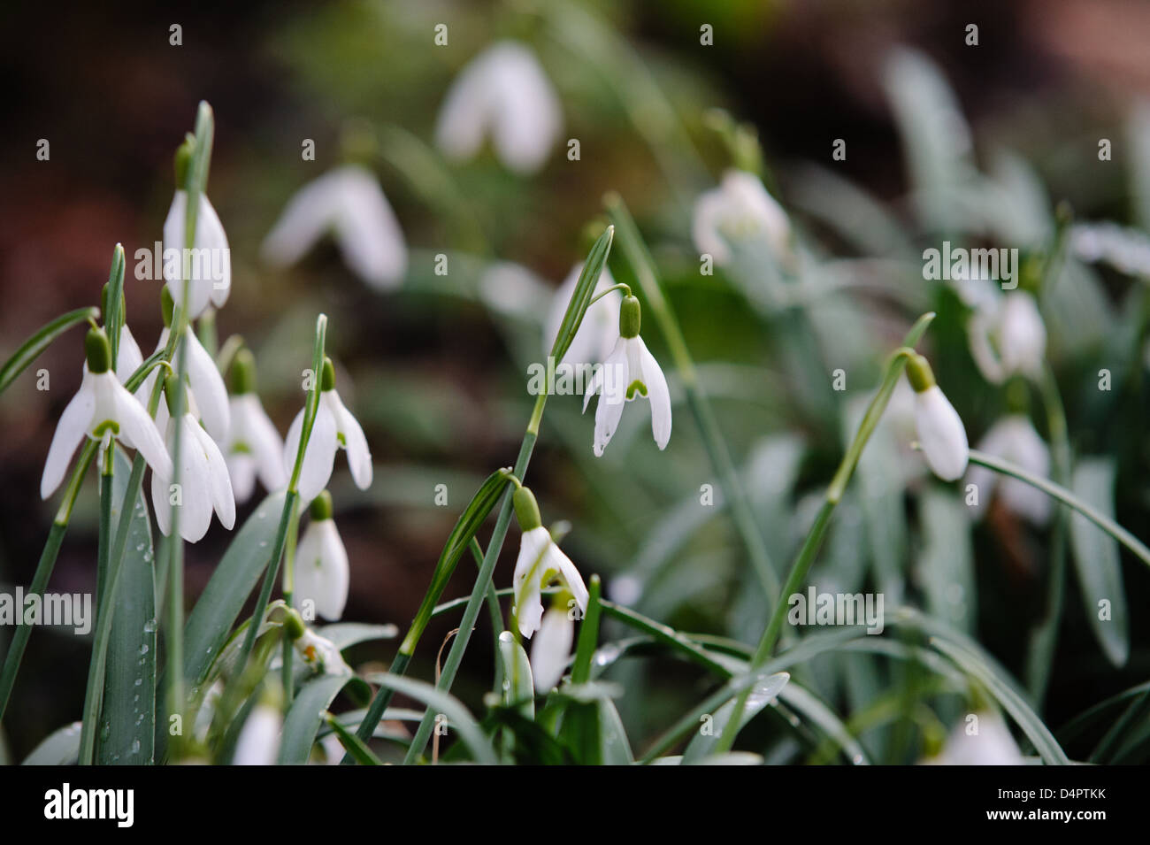 The first snowdrops of Spring growing in a woodland setting Stock Photo