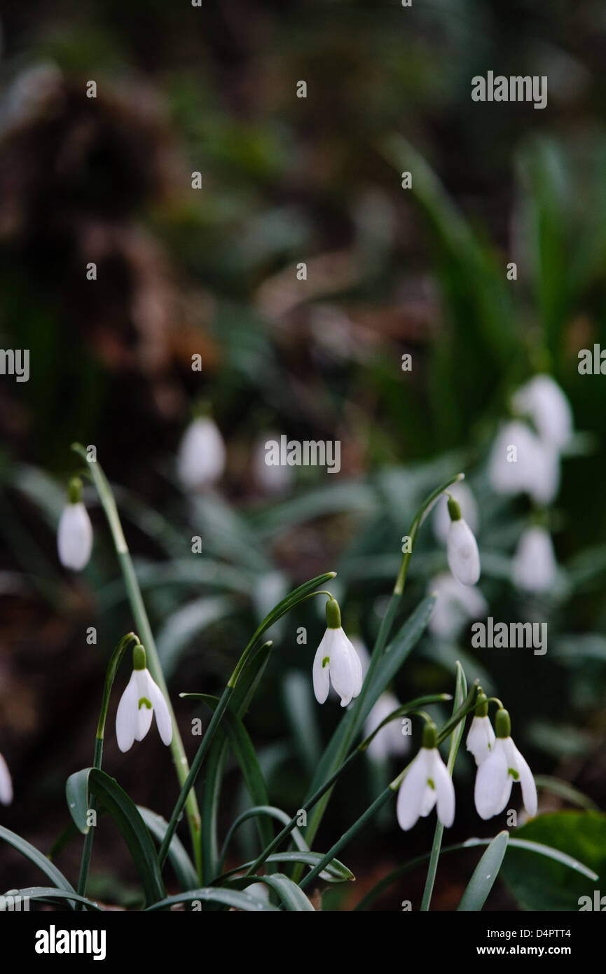 The first snowdrops of spring growing in a woodland setting. Stock Photo