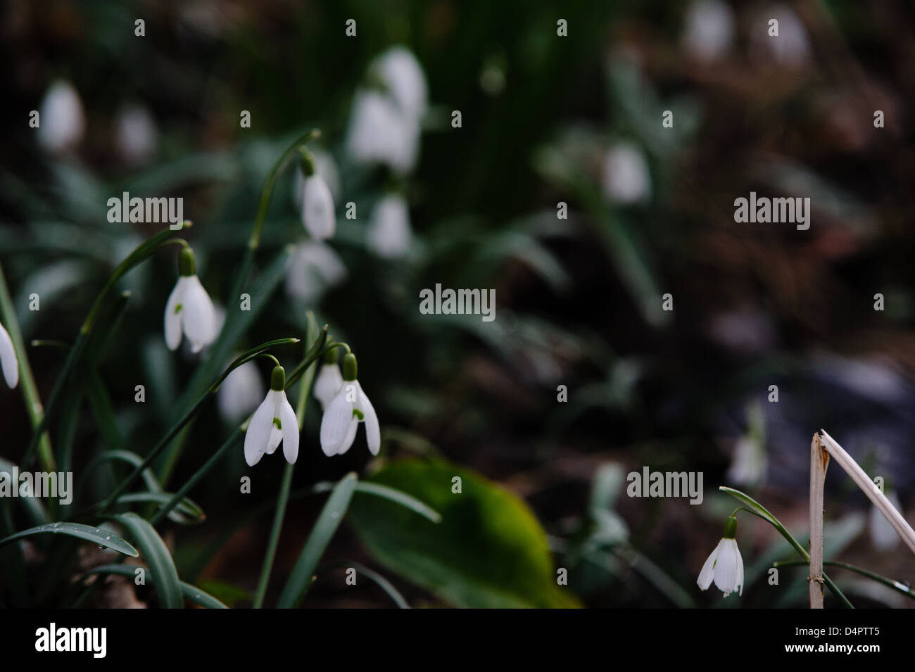 Snow drop flowers growing in the woods Stock Photo - Alamy