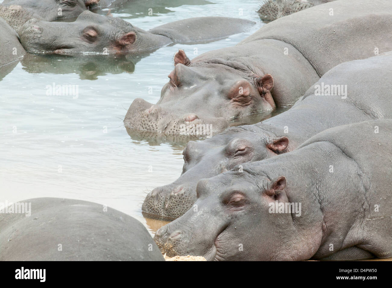 Large group of Hippopotamus amphibius taking a siesta Stock Photo