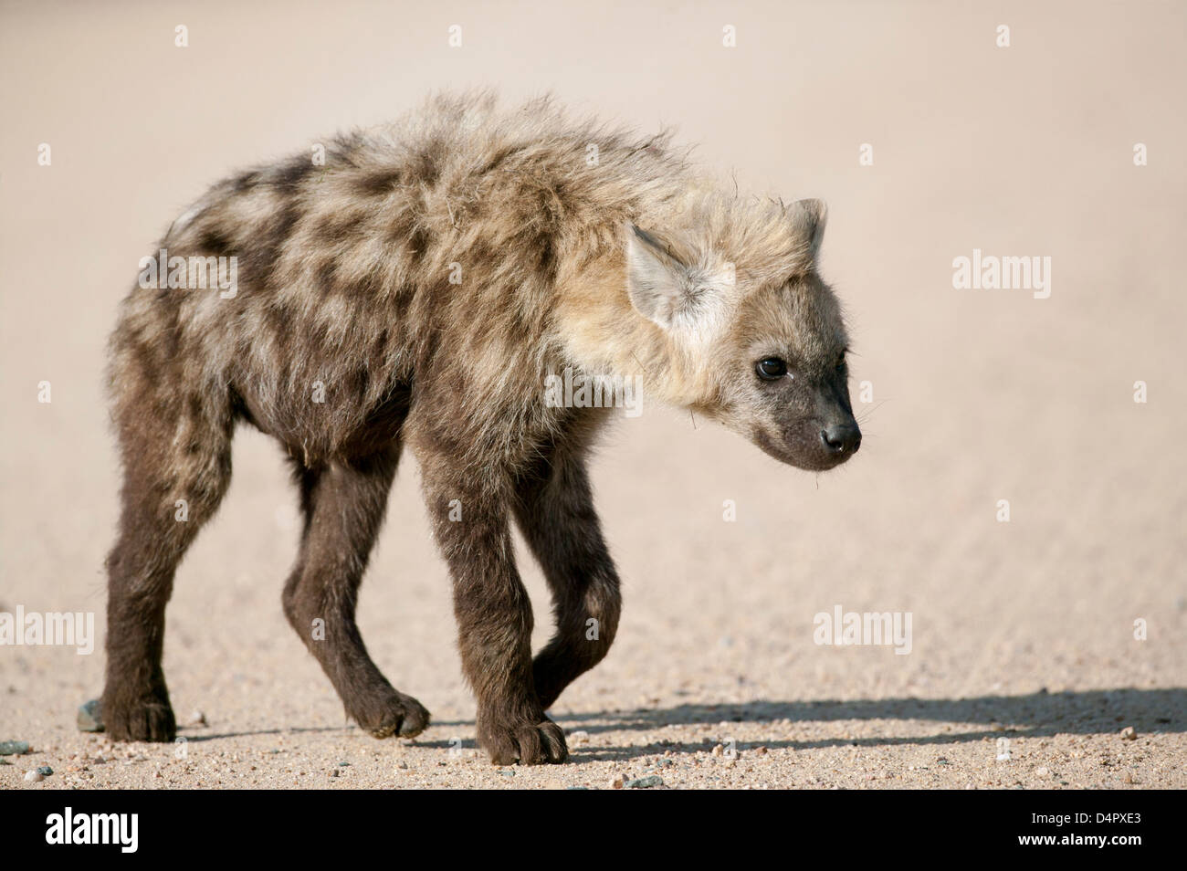 Young Spotted hyena Crocuta crocuta out on a journey of self discovery Stock Photo