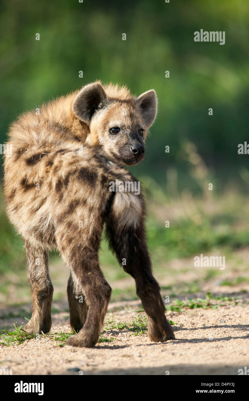 Image of a young Spotted hyena Crocuta crocuta cub looking backwards over its shoulder at the viewer Stock Photo