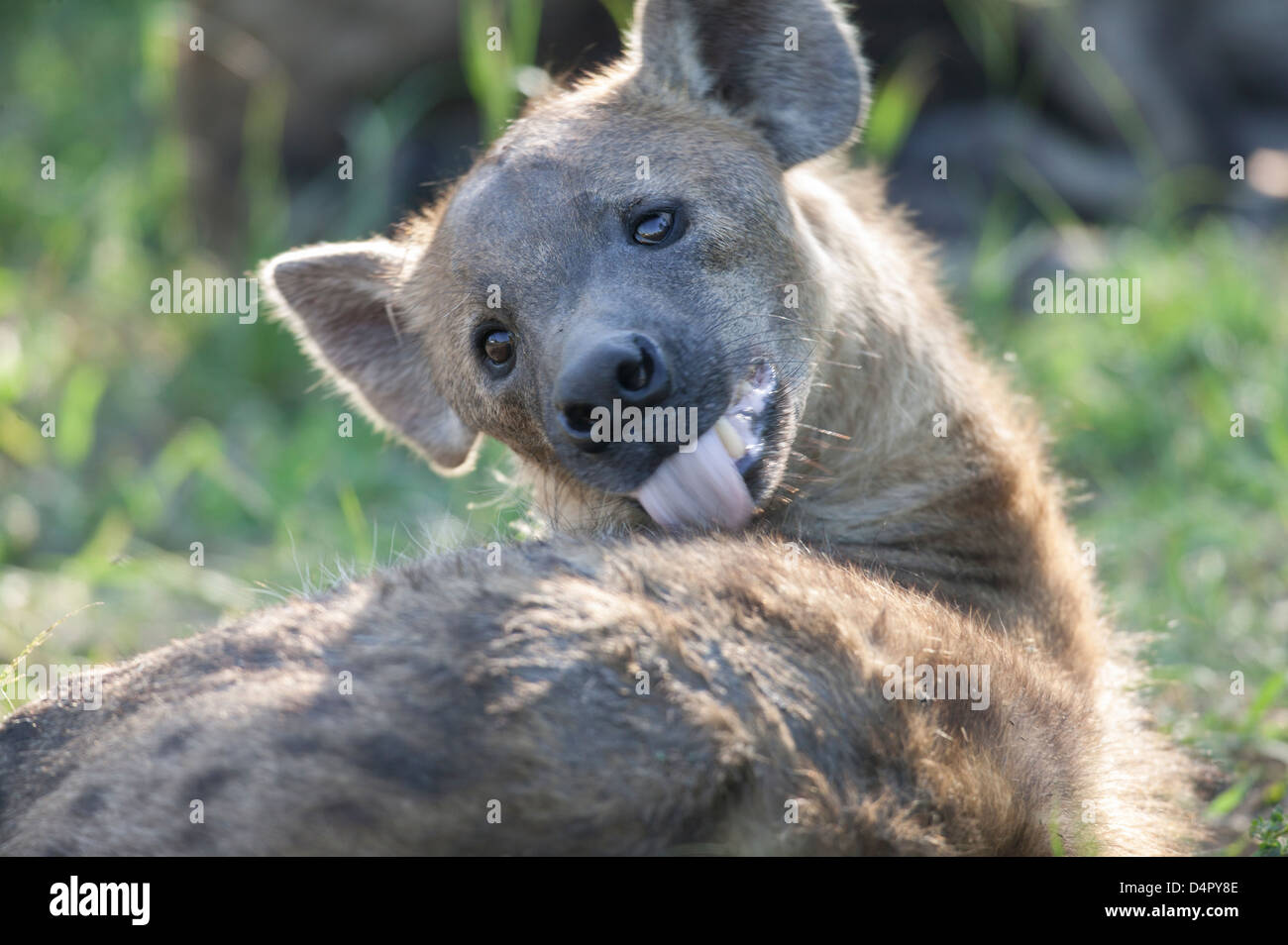 Close up of a Spotted hyena Crocuta crocuta licking and grooming its self Stock Photo