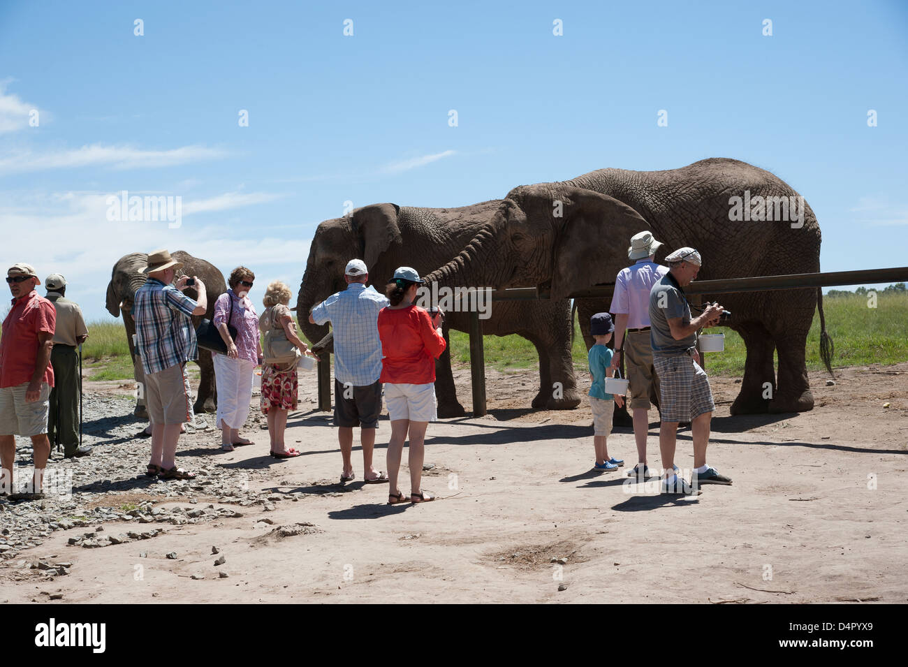 African elephants and visiting tourists Western Cape South Africa at an elephant park Stock Photo