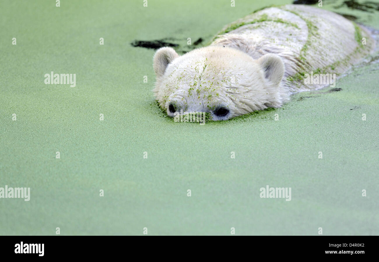 Polar bear Knut swims in common duckweed at the zoo of Berlin, Germany, 14 September 2009. Fans of Knut anxiously await the first meeting of Knut with three-year-old female Gianna. Kunt and Gianna are expected to first get used to each other and later mate. Photo: RAINER JENSEN Stock Photo