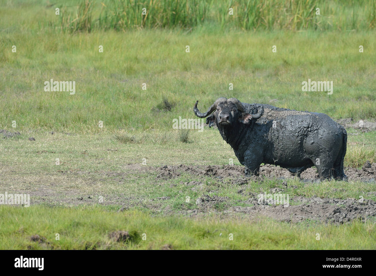 African buffalo - Cape buffalo (Syncerus caffer caffer) bull taking a mud bath Maasai Mara NP - Kenya - East Africa Stock Photo