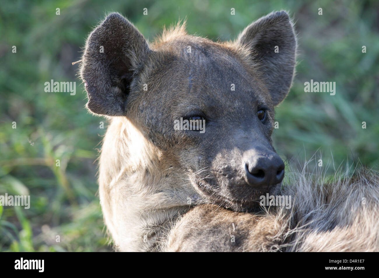 Close up of a Spotted hyena Crocuta crocuta laughing hyena looking over its shoulder Stock Photo