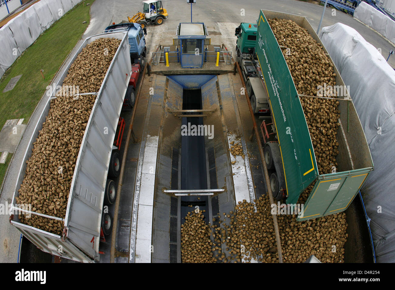 Trucks unload sugar beets at the factory of Suedzucker AG in Ochsenfurt