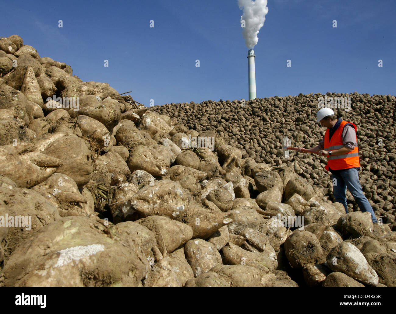 A huge pile of sugar beets pictured at the sugar factory Pfeifer