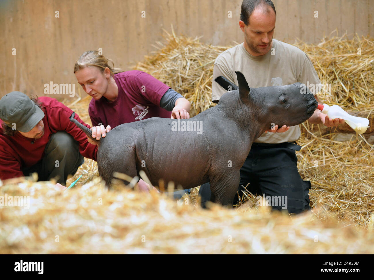 Michael Adler (R) bottle-feeds a baby rhinoceros while animal caregivers Carsten Ludwig and Manuela Hoffmann take its temperature at the all-weather zoo in Muenster, Germany, 21 September 2009. The 50-kilogramme baby was born on 20 September and instead of being brought up by its mother is cared for by a team of staff twenty-four-seven. The baby rhinoceros? mother ?Emmi? had panick Stock Photo