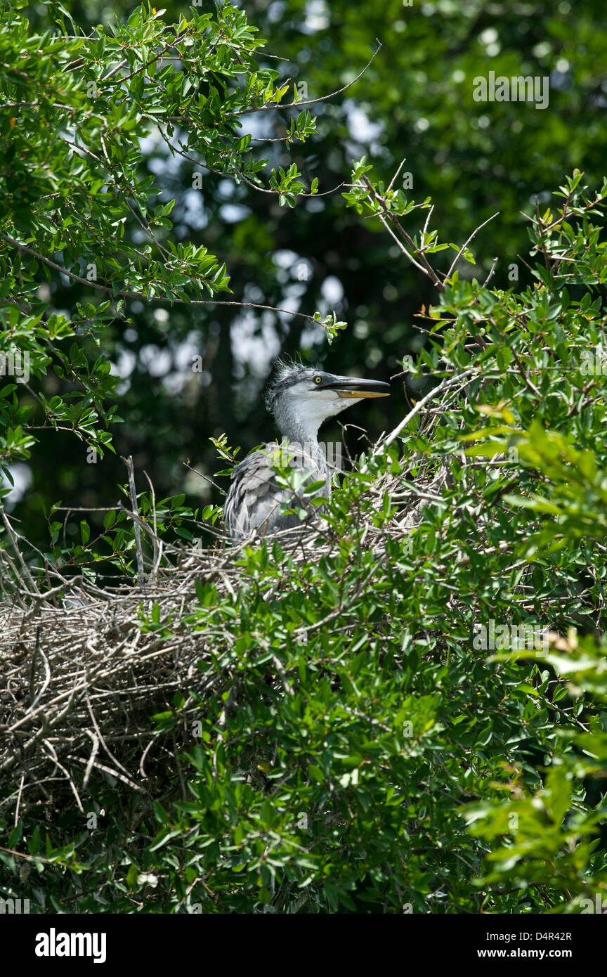 Baby Grey Heron Ardea cinerea in its nest waiting to be fed Stock Photo