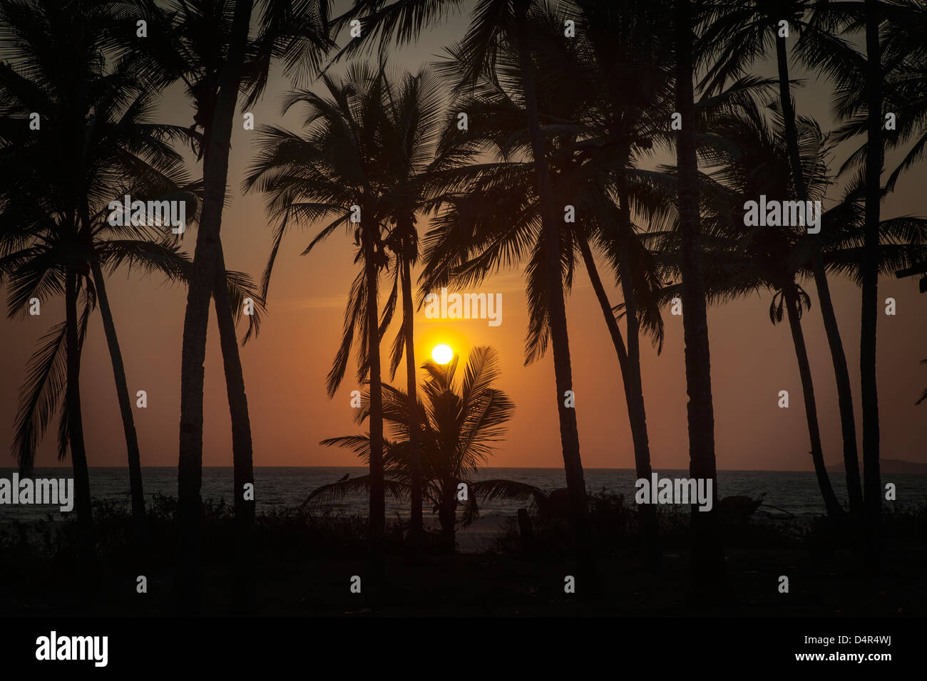 Sunset at Arossim Beach, Southern Goa, India. Palm trees silhouetted. Stock Photo