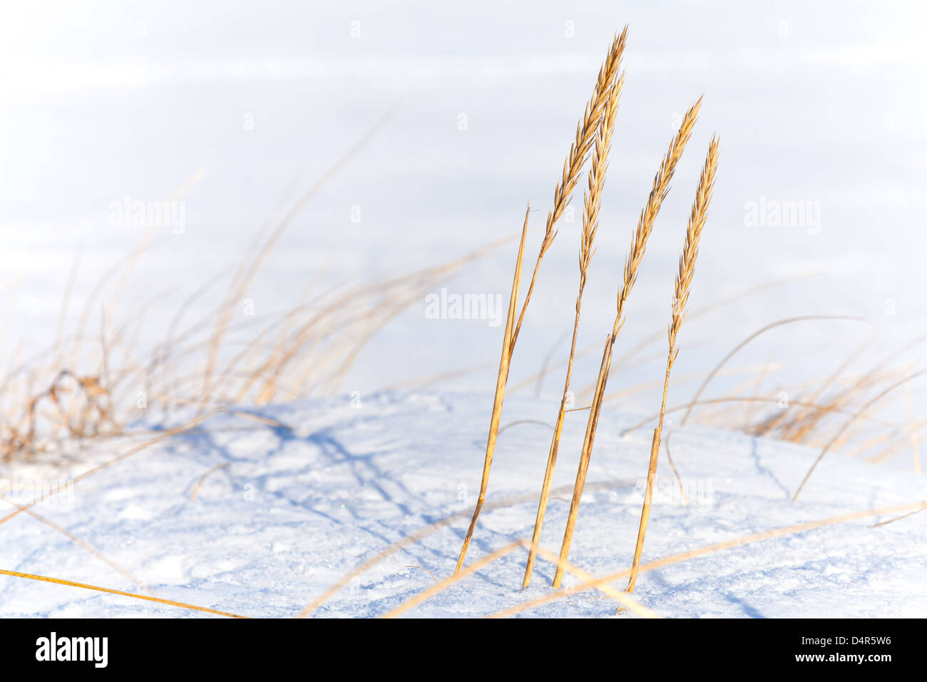 Winter coastal nature fragment, dry frozen sedge grass with snow Stock Photo