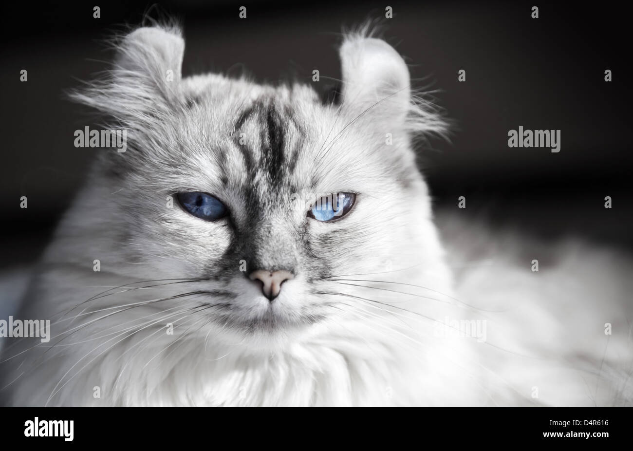 White American Curl cat with blue eyes. Closeup portrait Stock Photo